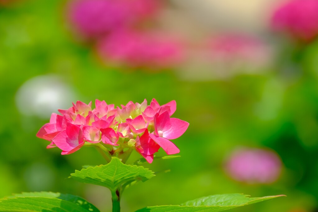 アジサイ（７）