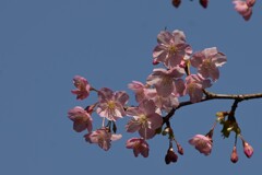 河津桜-２