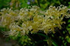 散歩の途中で。④