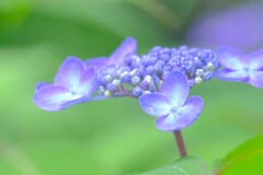 紫陽花（８）