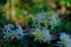 散歩の途中で。Ⅳ