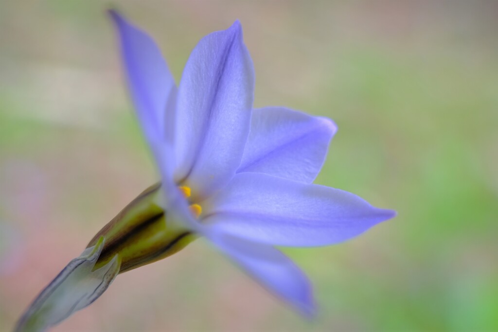 散歩の途中で。④