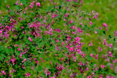 散歩の途中で。４