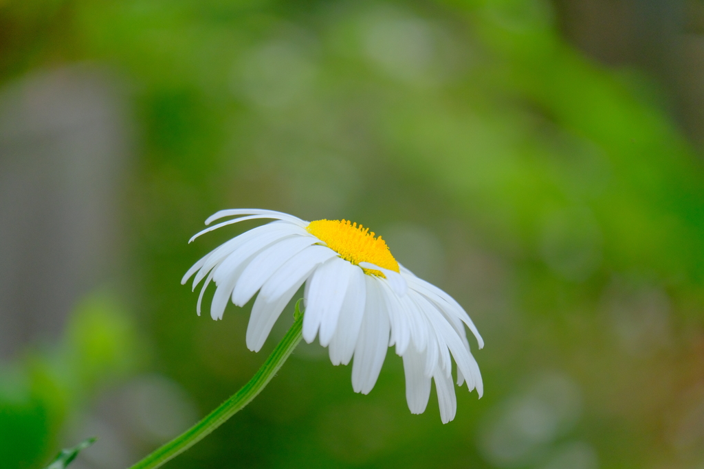 散歩の途中で。