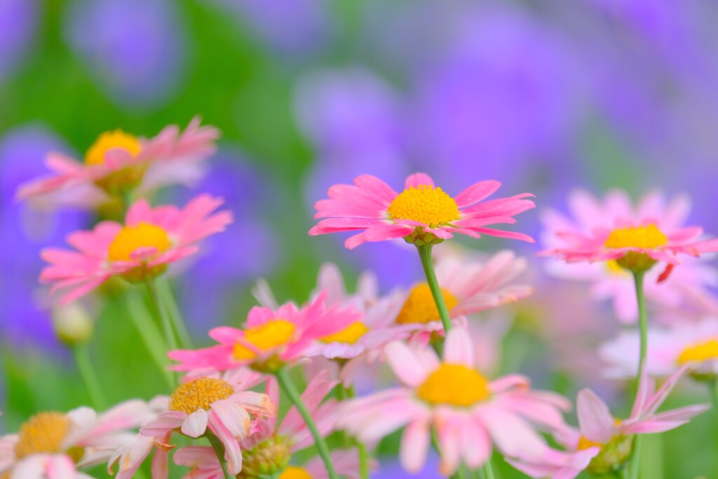 (2)散歩の途中で。-10