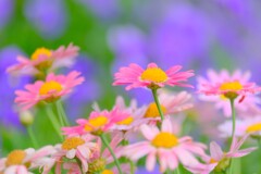 (2)散歩の途中で。-10