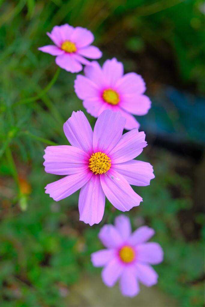 散歩の途中で。Ⅱ