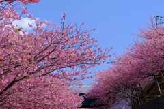 散歩の途中で。Ⅵ