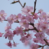 河津桜