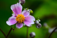 シュウメイギク