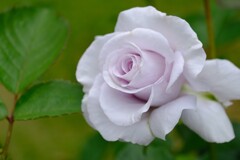 散歩の途中で。⑧