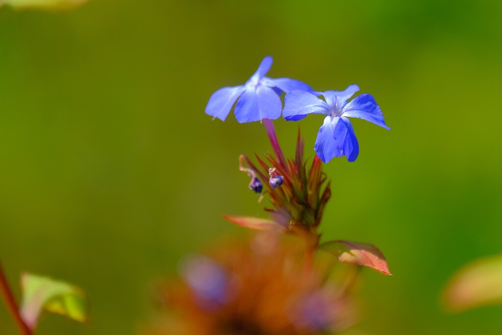 散歩の途中で。⑥