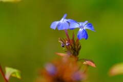 散歩の途中で。⑥