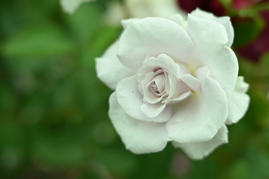 薔薇