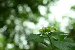 アジサイ-2