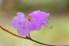 散歩の途中で。5