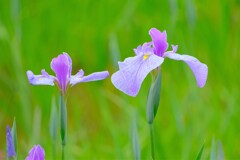 散歩の途中で。⑥