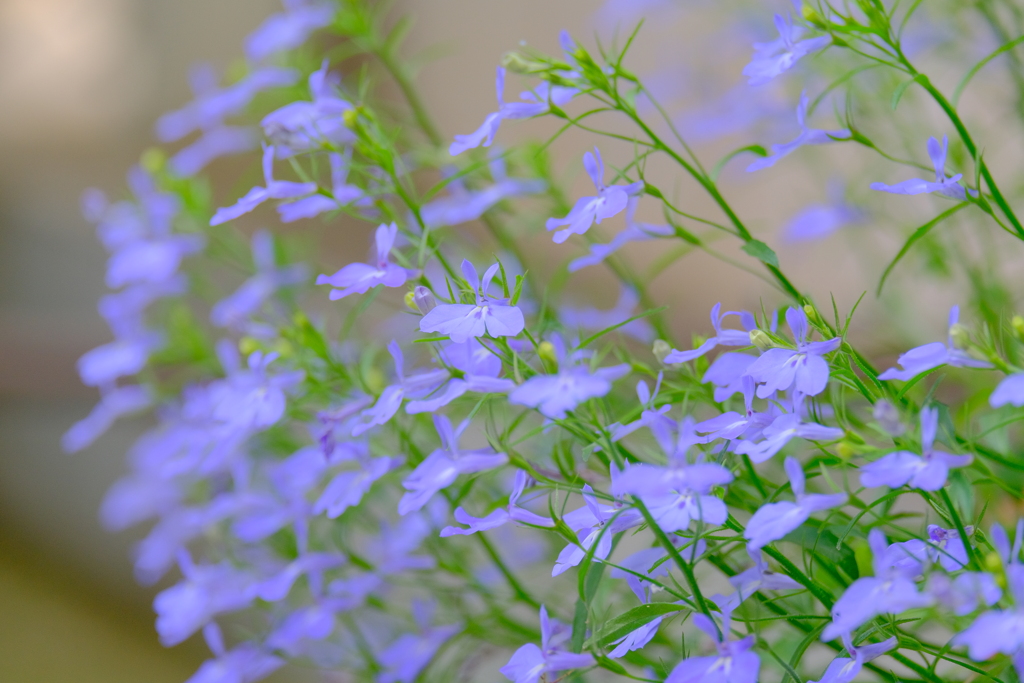 (９)散歩の途中で。1