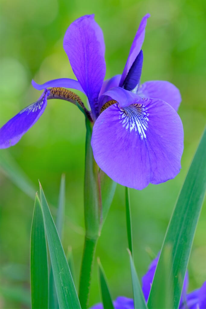 散歩の途中で。Ⅺ