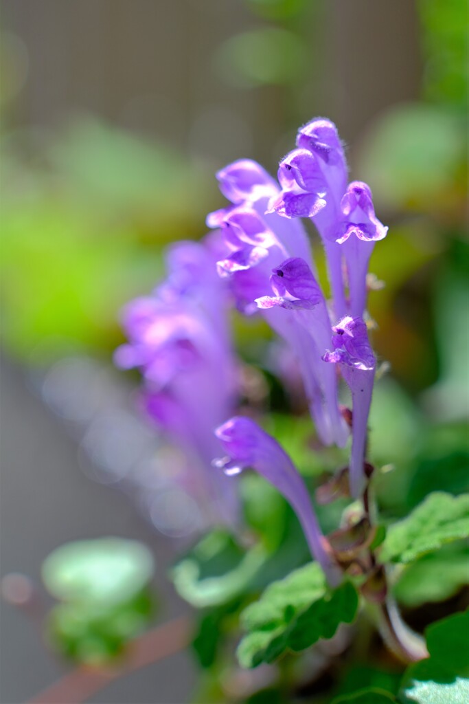 散歩の途中で。Ⅱ