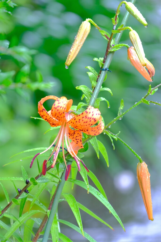 散歩の途中で。Ⅴ