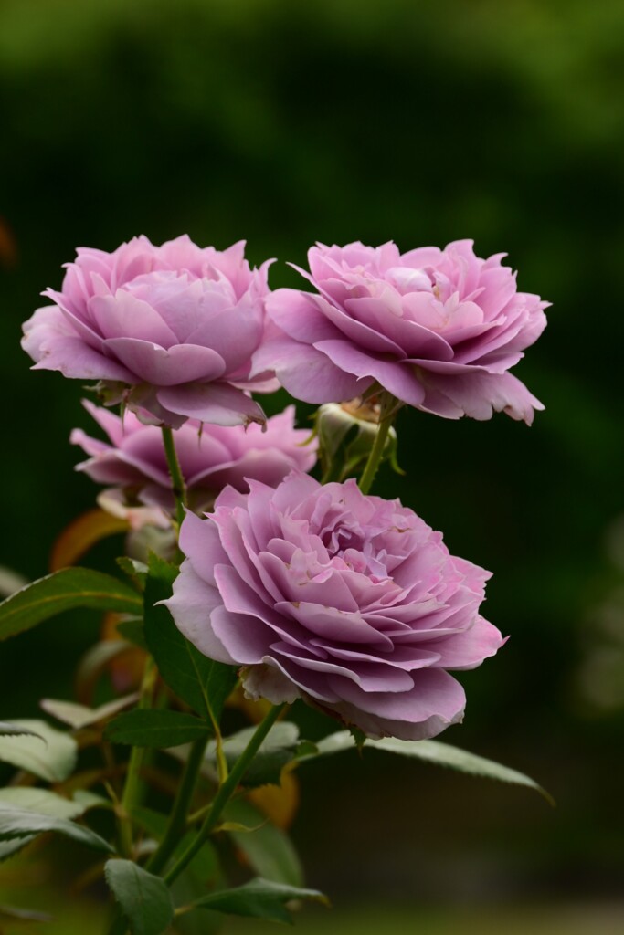 薔薇（３）
