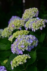 紫陽花
