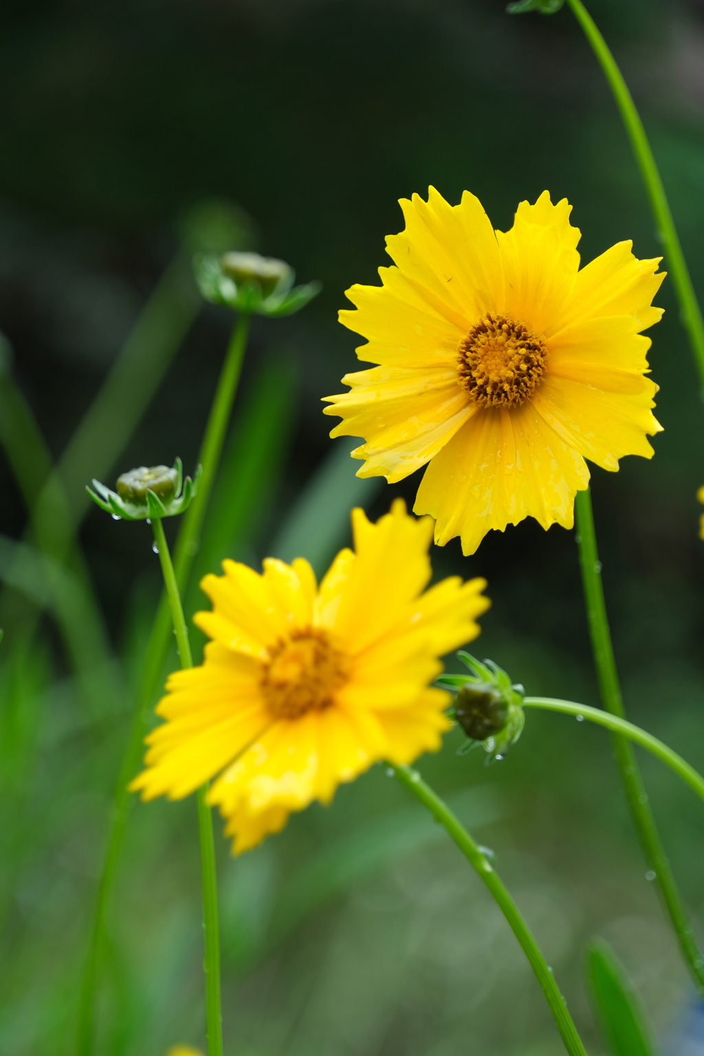 散歩の途中で。5