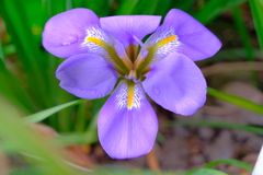 散歩の途中で。①