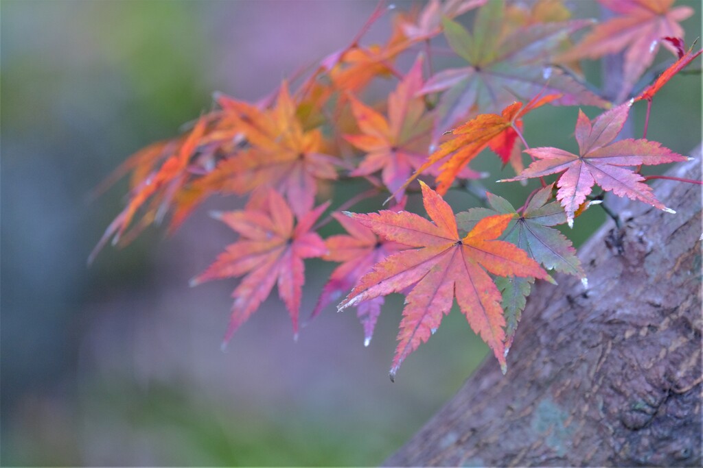 散歩の途中で。１