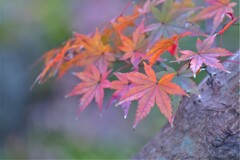 散歩の途中で。１