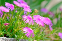 (7)散歩の途中で。1