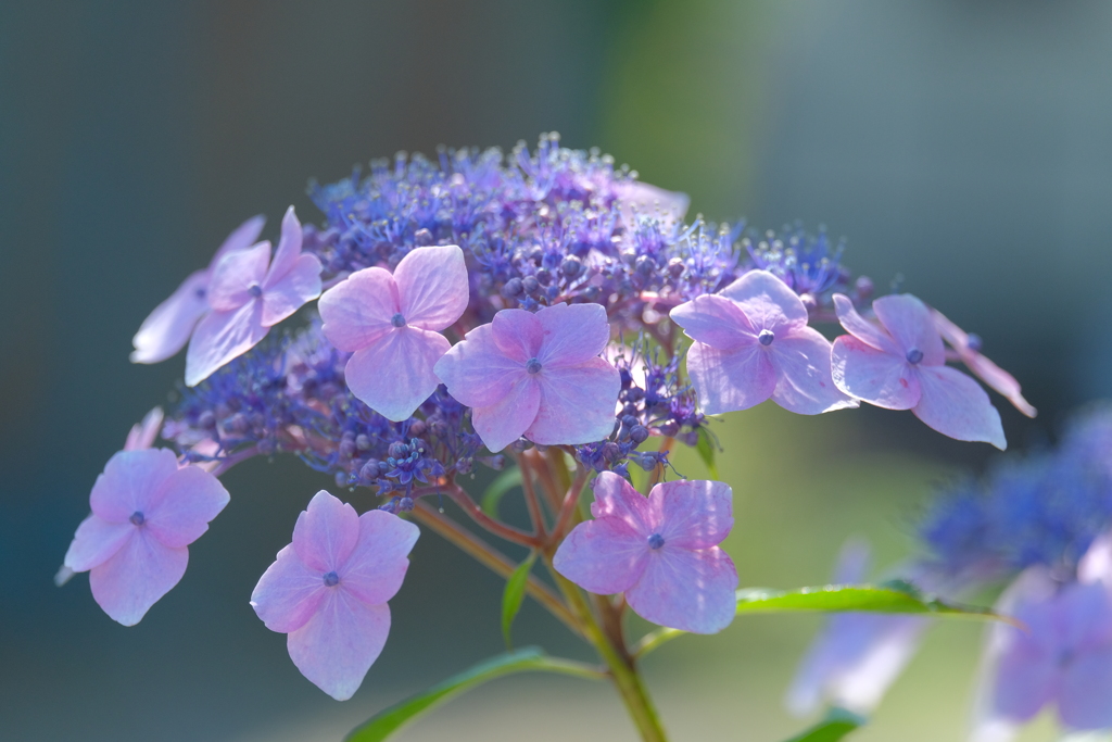 散歩の途中で。