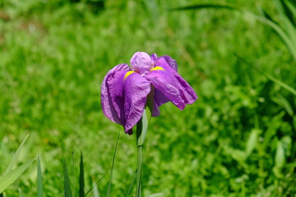 菖蒲
