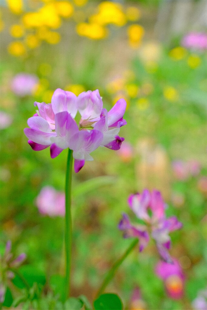 散歩の途中で。Ⅸ