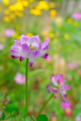 散歩の途中で。Ⅸ