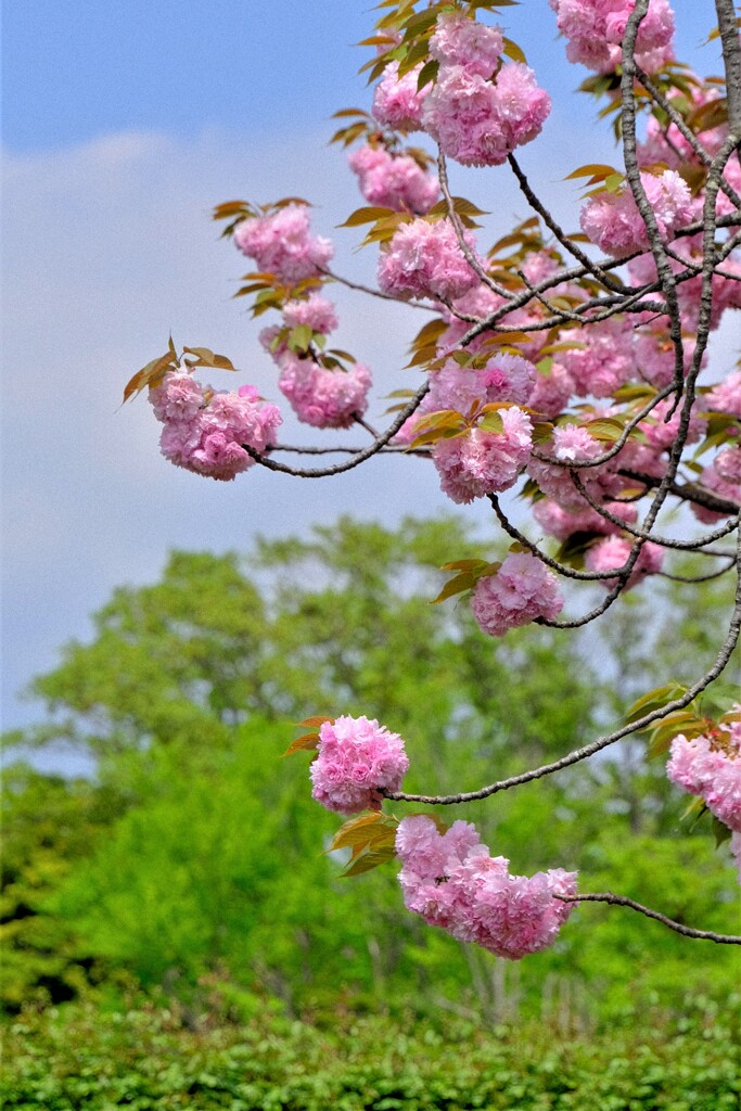 散歩の途中で。Ⅵ