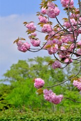 散歩の途中で。Ⅵ