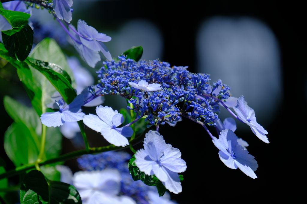 散歩の途中で。Ⅱ