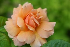 薔薇-5