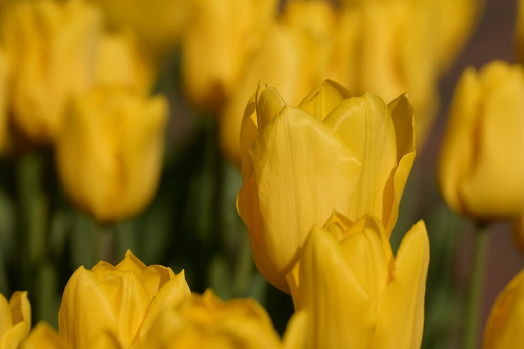 チューリップ-2