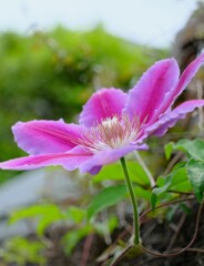 クレマチス
