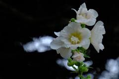 散歩の途中で。Ⅳ