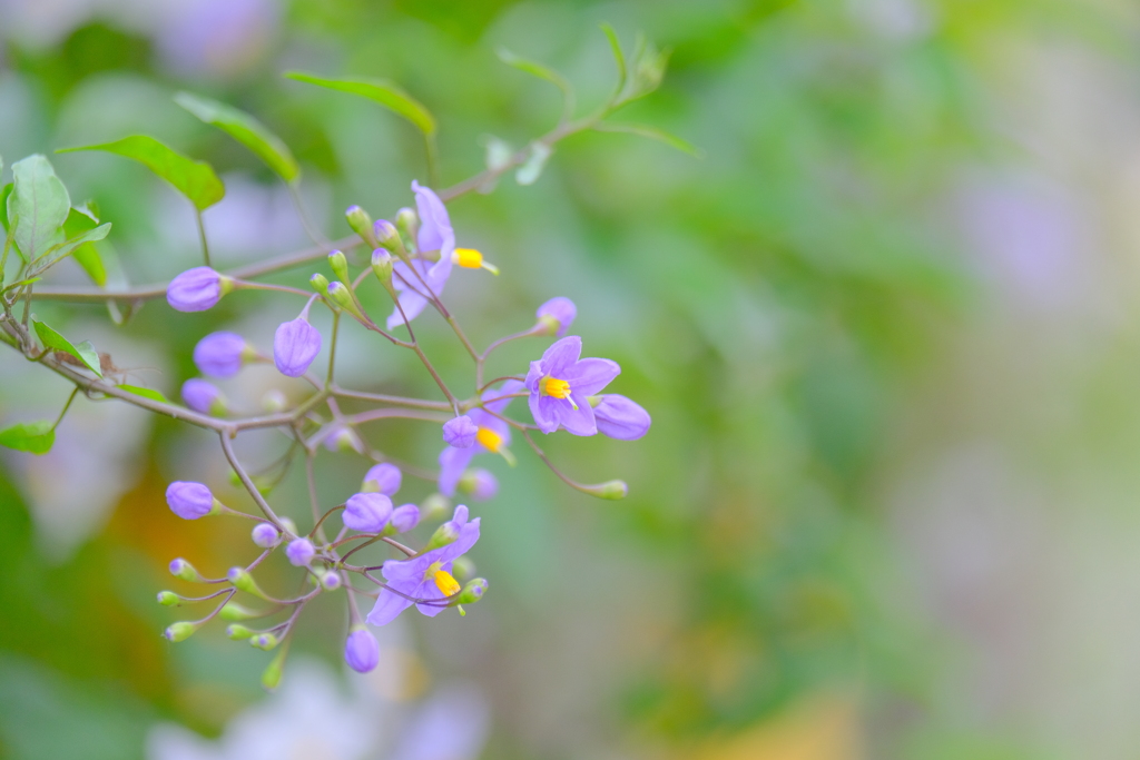 散歩の途中で。