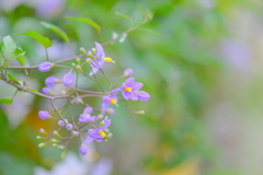 散歩の途中で。