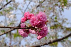 八重桜