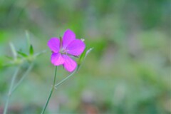 散歩の途中で。5