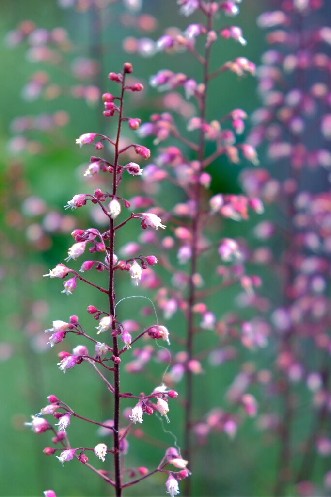 散歩の途中で。Ⅱ