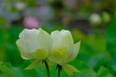 散歩の途中で。⑧