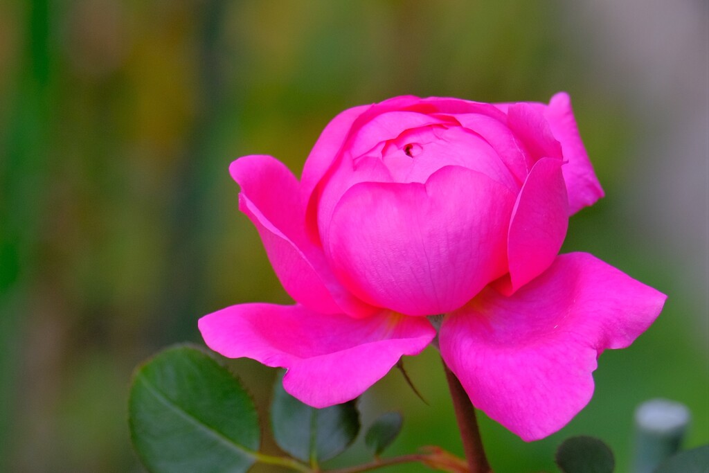 散歩の途中で。６